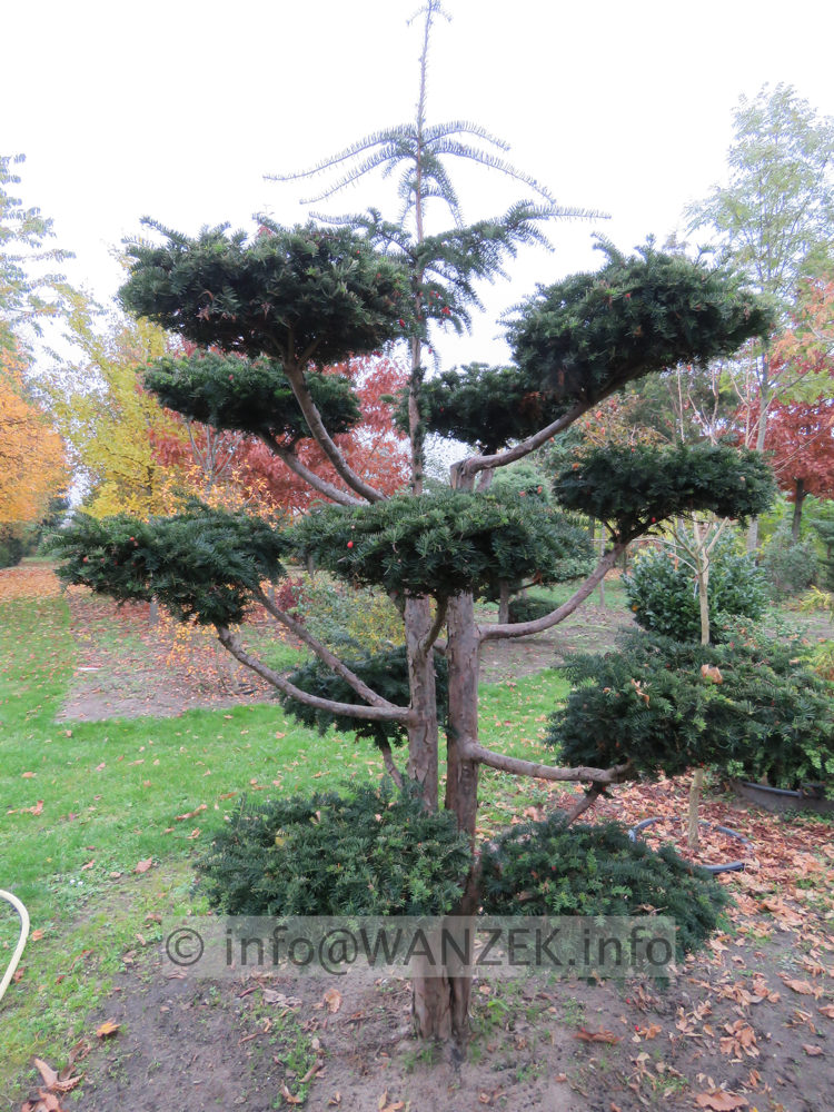 Taxus baccata Dovastoniana Bonsai 01.JPG